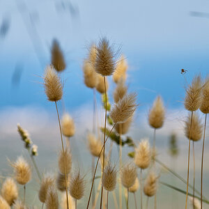 Gräser am Meer