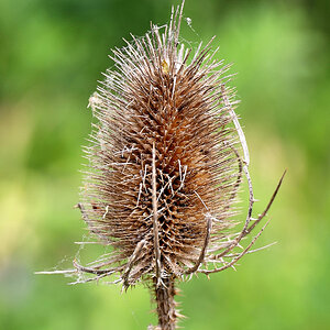 Stachelig