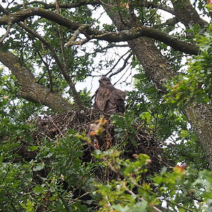 Milan - Jungvogel,   machte erste Hüpfer im Nest