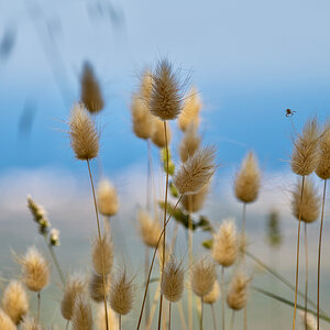 Gräser am Meer 2