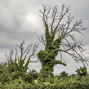 Grünes Irland