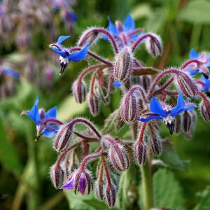 Blaue Bienen-Blumen