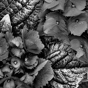 Hortensie