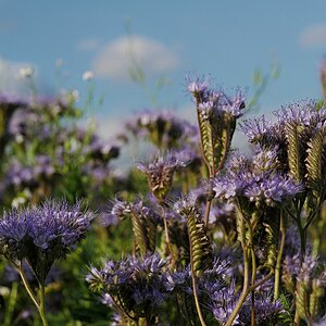 Bienenweide