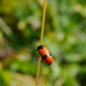 Buntling