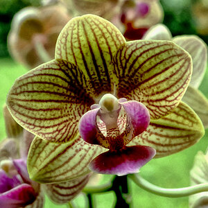 Orchidee
