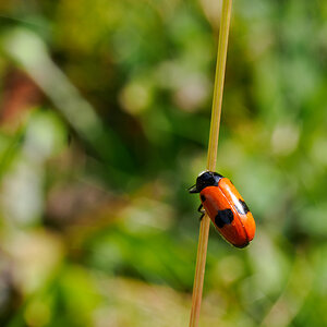 Buntling-2