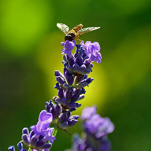Lavendel lockt