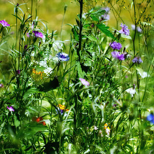 Wildblumenwiese