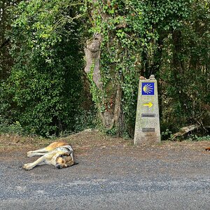 Siesta