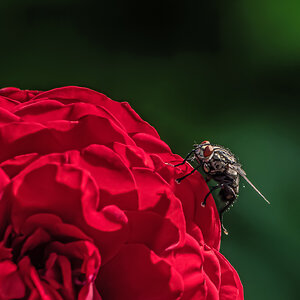 Impression in Rot