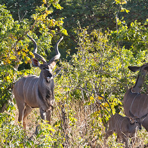 Kudu Familie