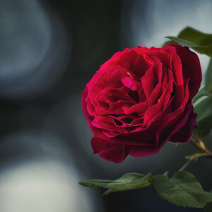 Roses are red...