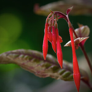 Fuchsienknospe
