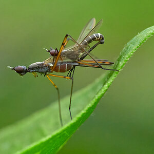 Micropezia corrigiolata