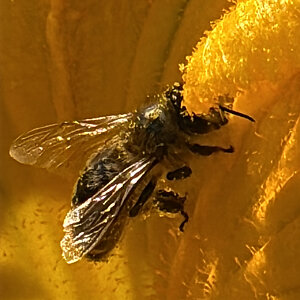 Biene in Kürbisblüte