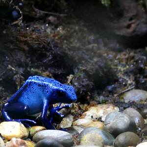 Ich bin blau