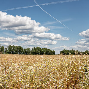 Sommerimpression