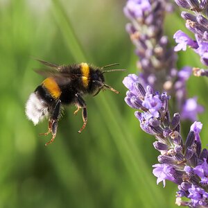 Dunkle Erdhummel