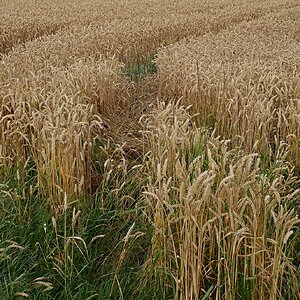Spurenbild