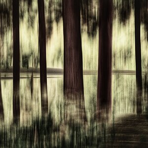 forest lake