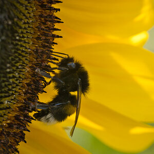 Fleißiges Bienchen