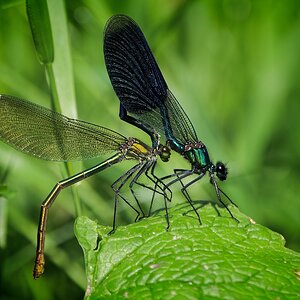 Gebänderte Prachtlibelle