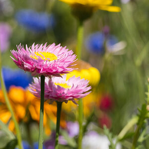 Bunte Vielfalt