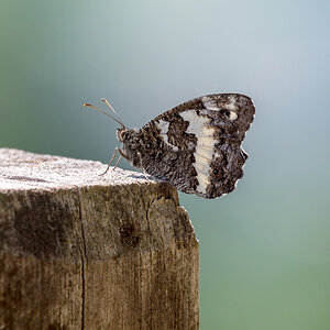 Ein Weißer Waldportier