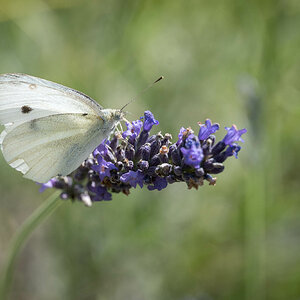 Weißling an Lavendel