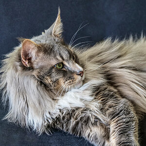 Main-Coon-Katze
