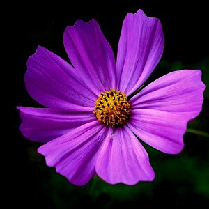 Cosmea