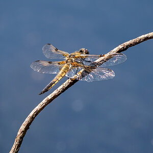 Vierfleck-Libelle