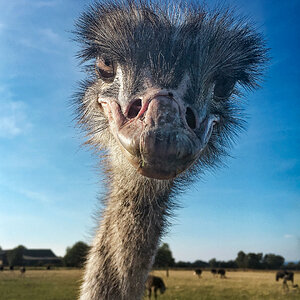 Hallo