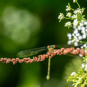 Was guckst du…