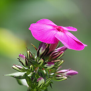 Phlox