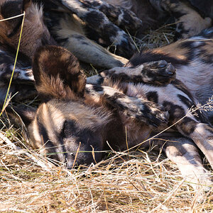 Afrikanische Wildhunde