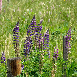 Lupine