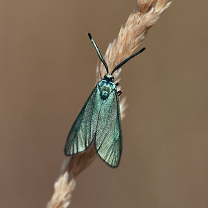 Ampfer Grünwidderchen