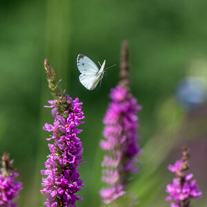Im Flug erwischt