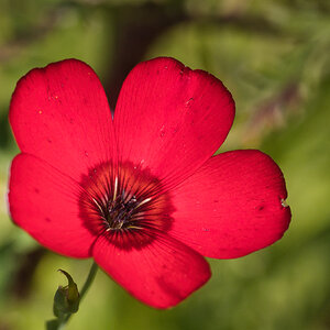 Roter Lein