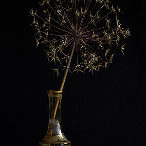 Alium