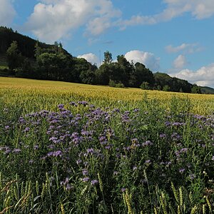 Bienenweide
