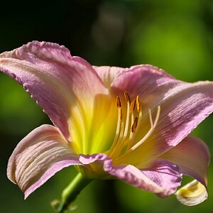 Hemerocallis