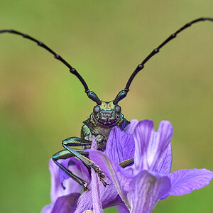 Moschusbock