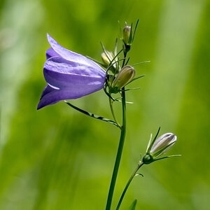 Glockenblume