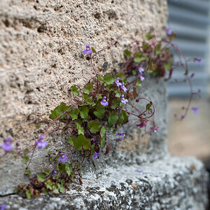 Mauerblümchen…