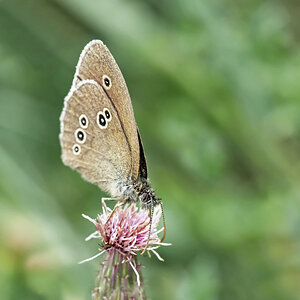 Brauner Waldvogel