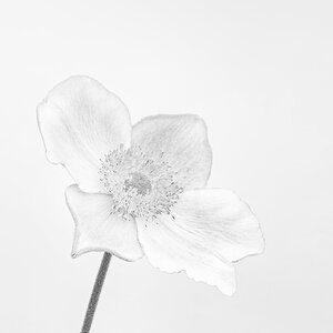 Herbst Anemone sw