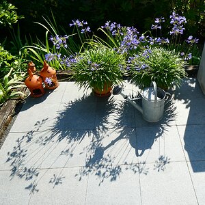 Kanne im Schatten .. #2 - sorry für die falsche Größe